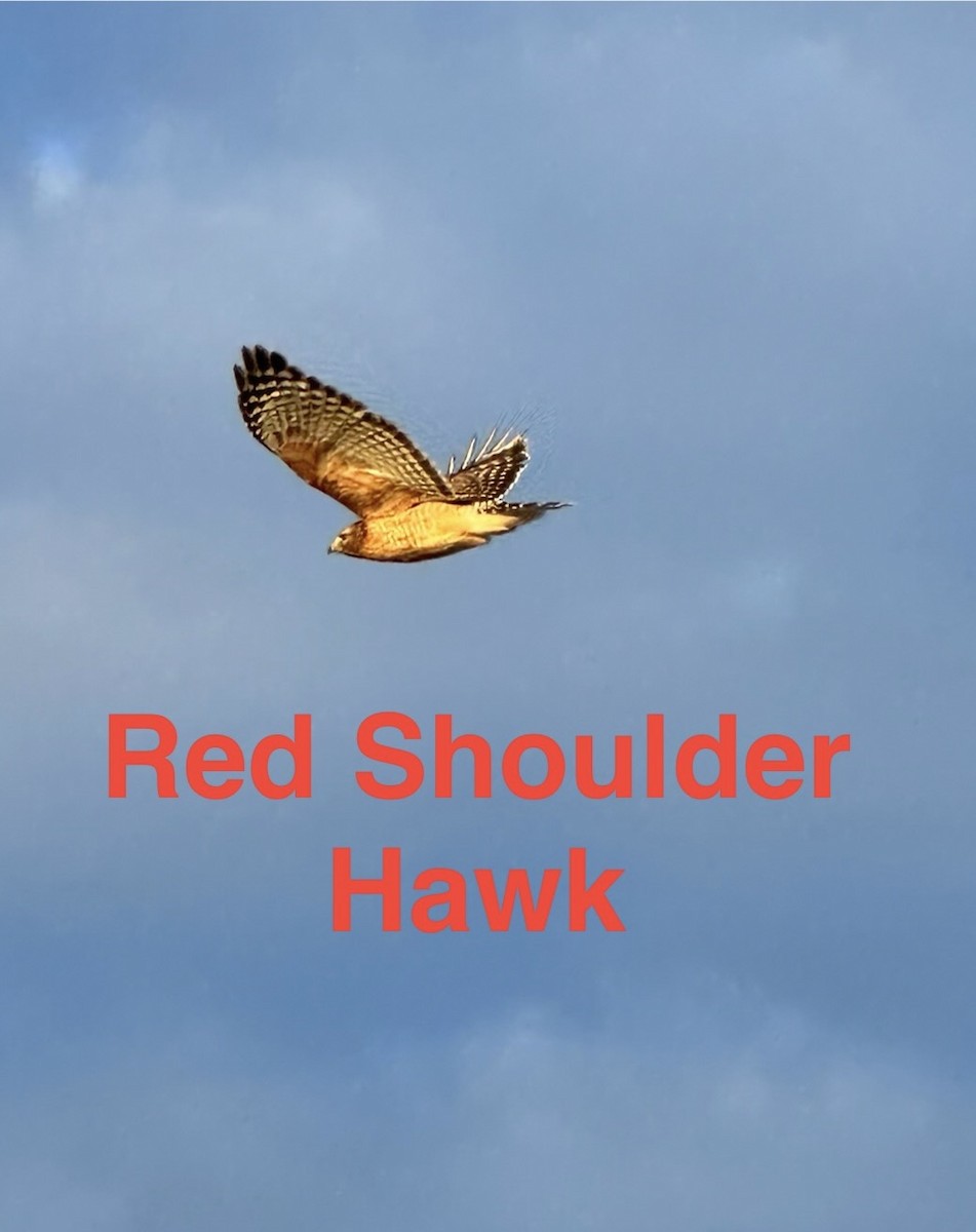 Red-shouldered Hawk - Kelly Silvia