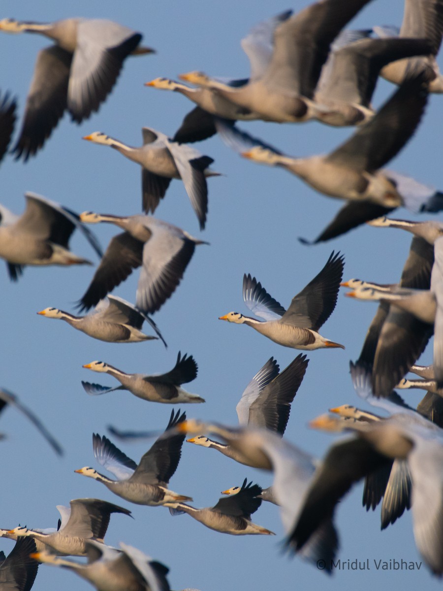 Bar-headed Goose - Mridul Vaibhav