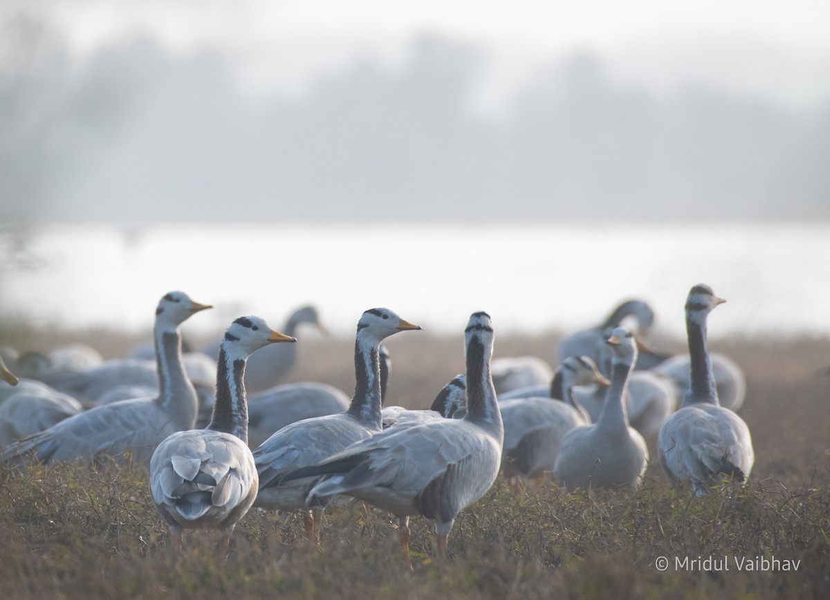 Bar-headed Goose - Mridul Vaibhav