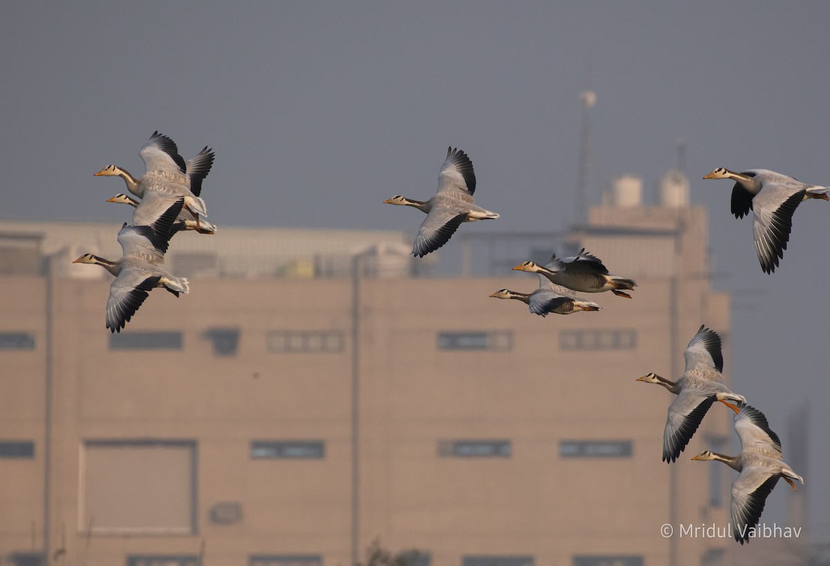 Bar-headed Goose - ML614895356