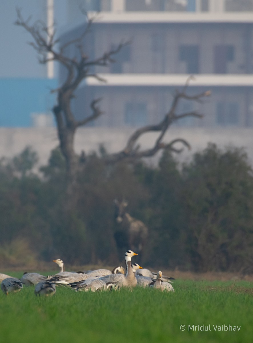 Bar-headed Goose - Mridul Vaibhav