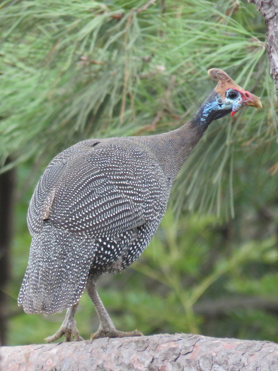 Helmeted Guineafowl (Tufted) - Gareth Bain