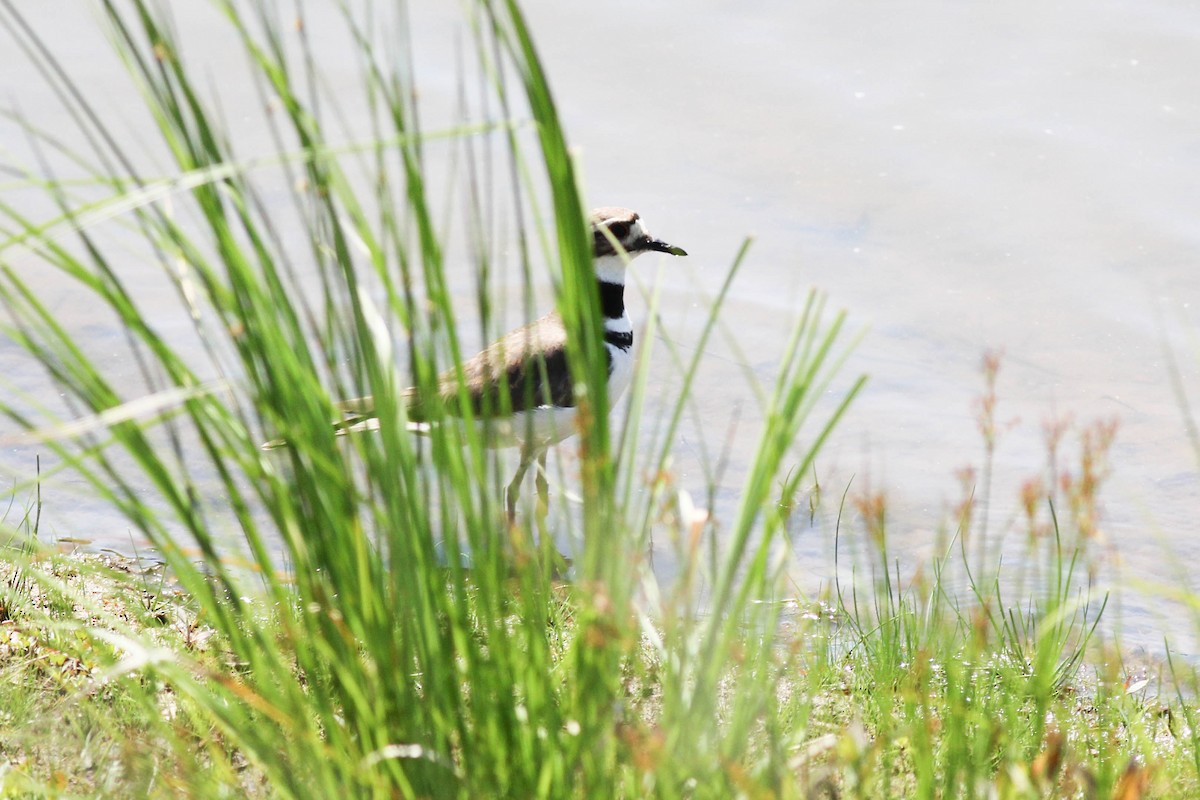 Killdeer - ML614895428