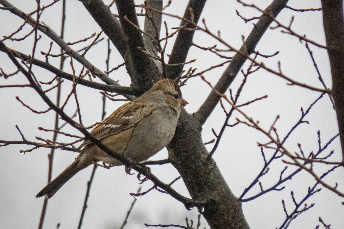 White-crowned Sparrow (leucophrys) - Trevor Zook
