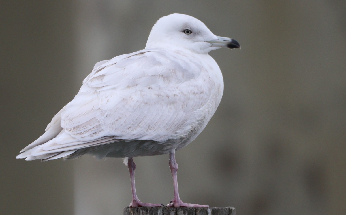 Iceland Gull - ML614895493