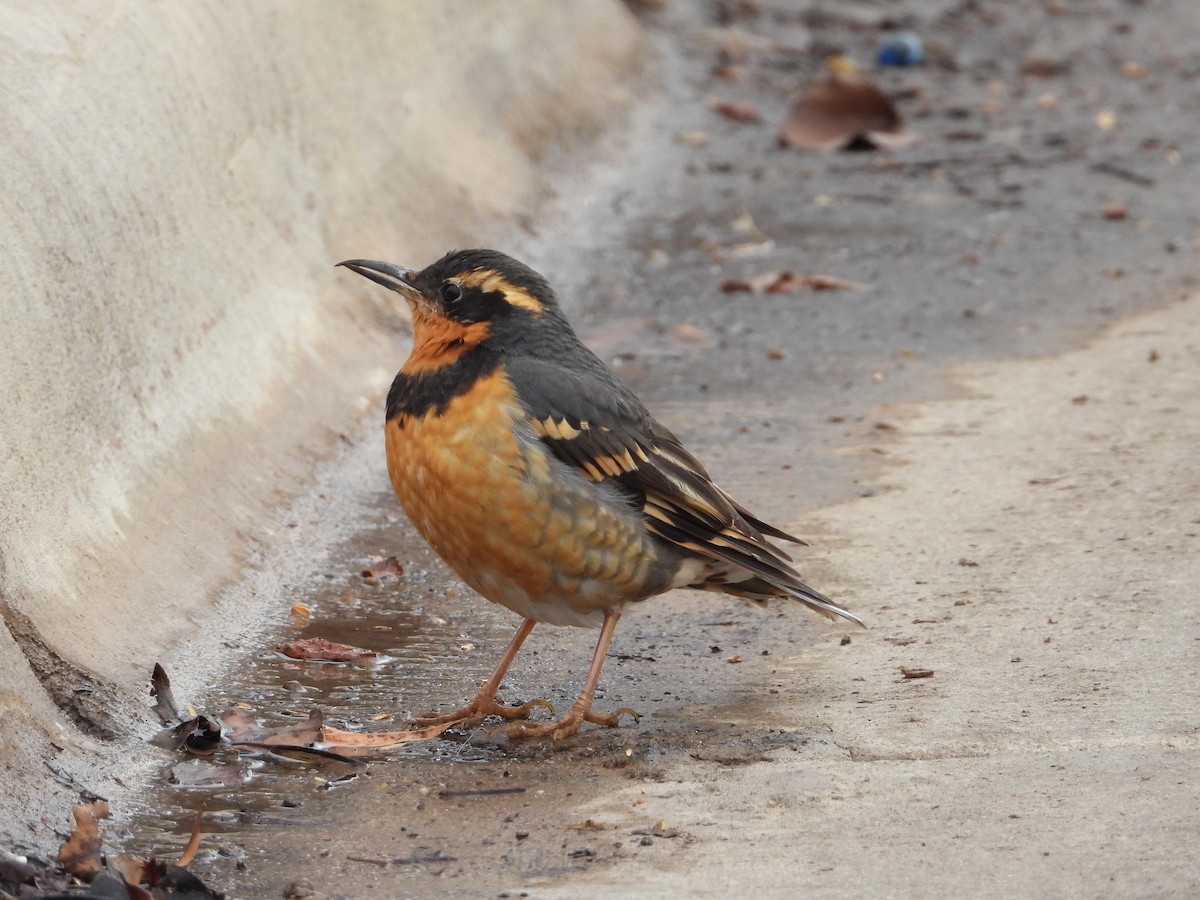 Varied Thrush - ML614895511