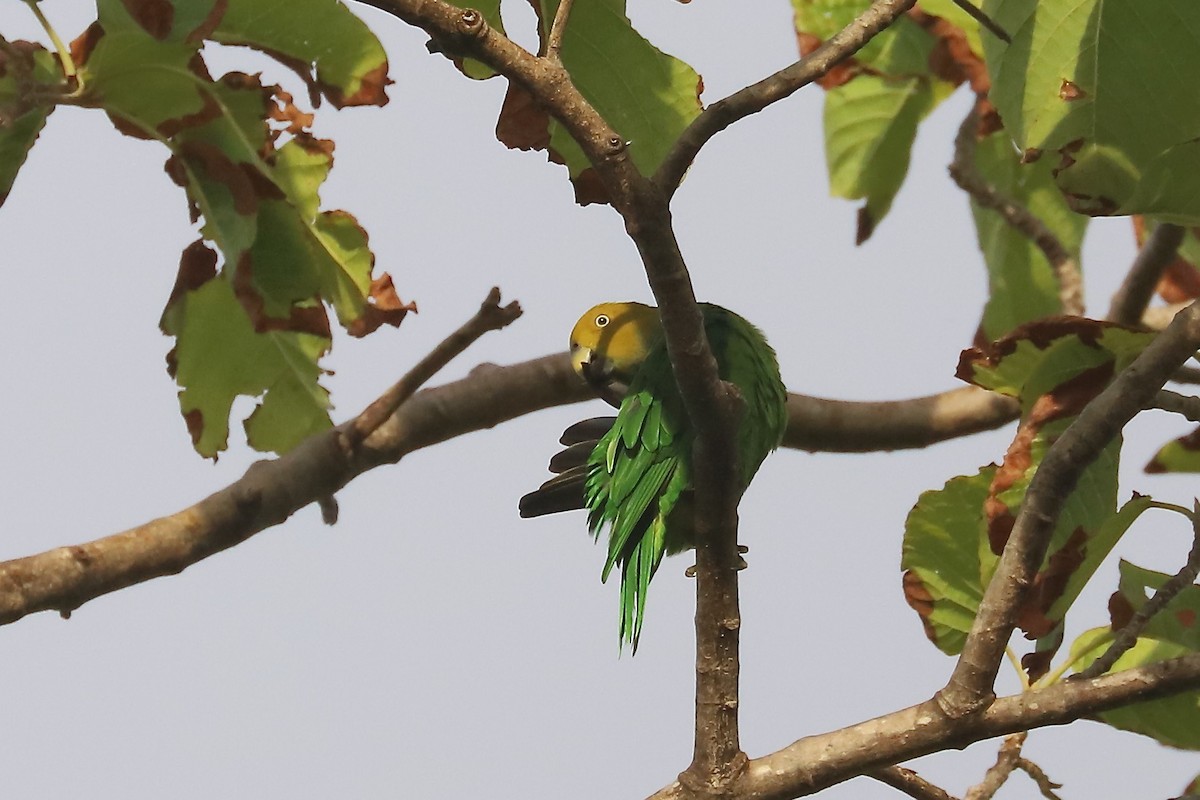 Желтоголовый жоффруа - ML614895610