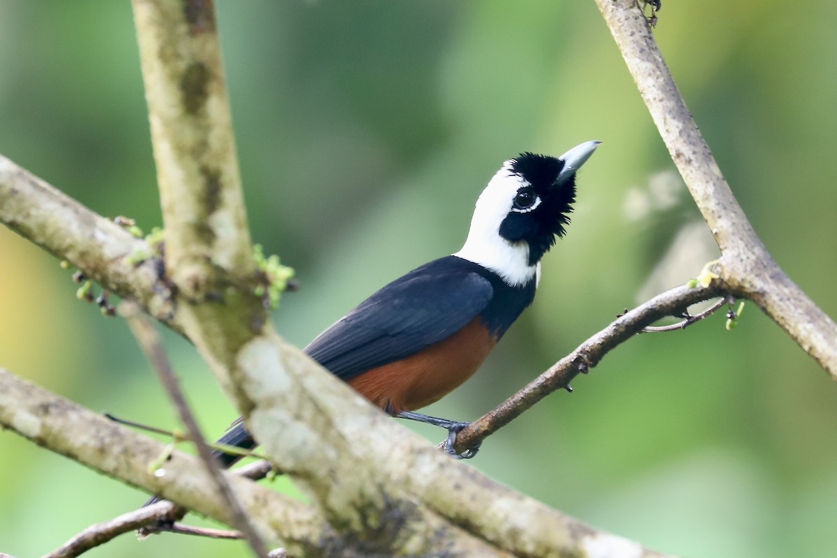 White-capped Monarch - Nigel Hacking