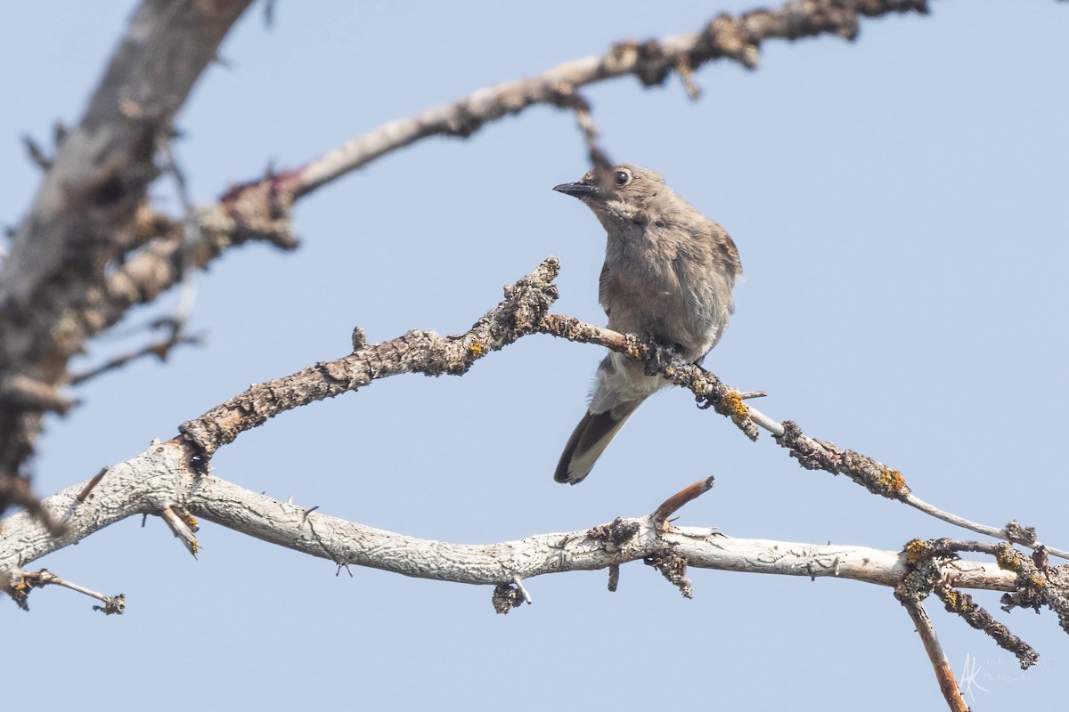 Townsend's Solitaire - ML614895644