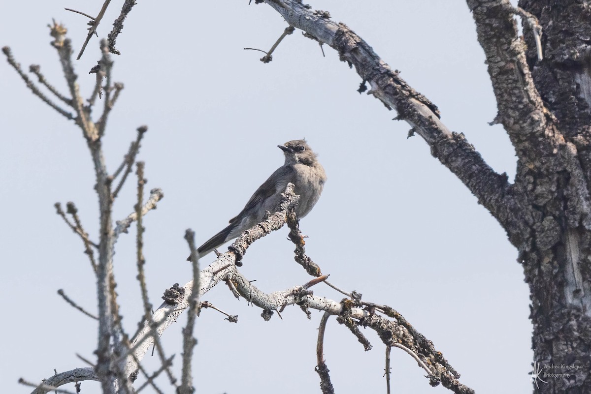 Townsend's Solitaire - ML614895645