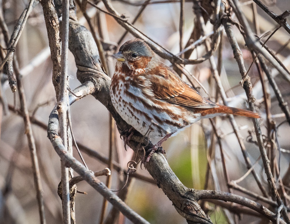 Fox Sparrow - ML614895676