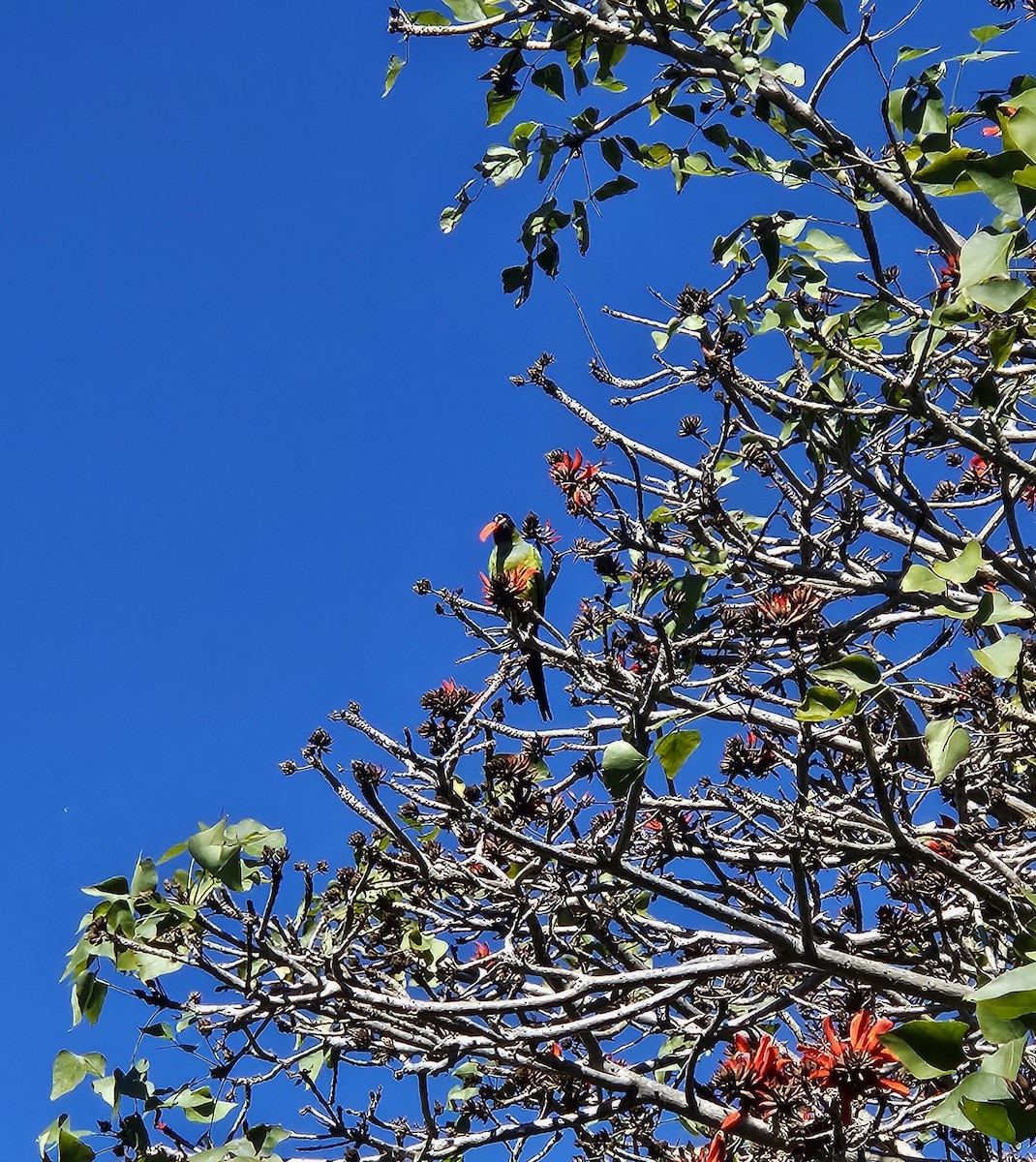 Nanday Papağanı - ML614895681