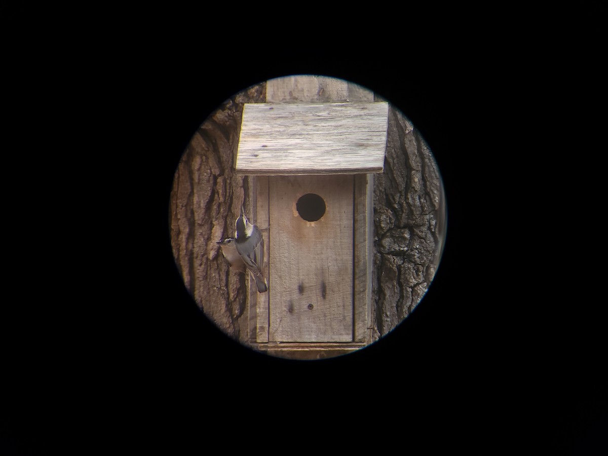 White-breasted Nuthatch - ML614895692