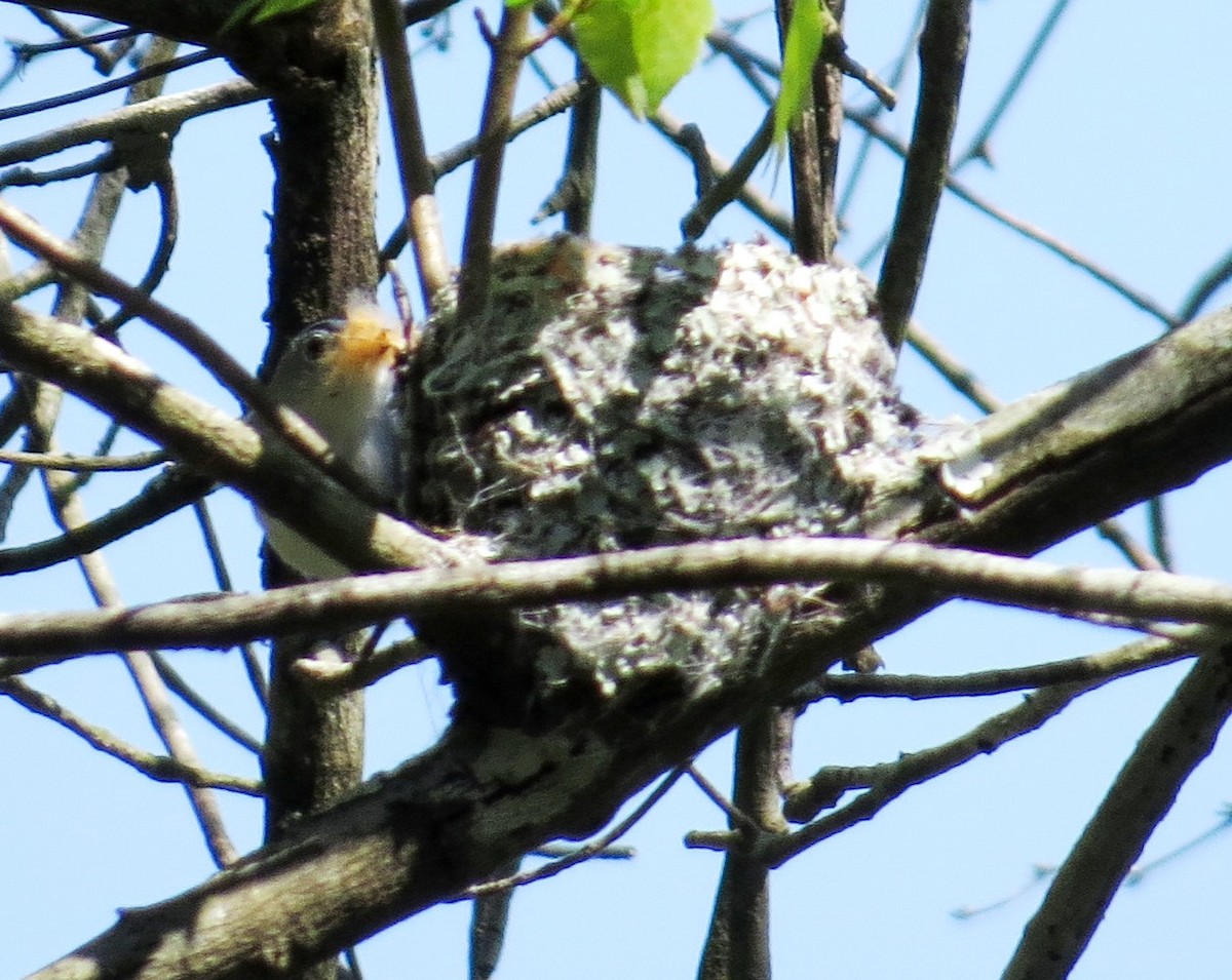 Blue-gray Gnatcatcher - ML614895723