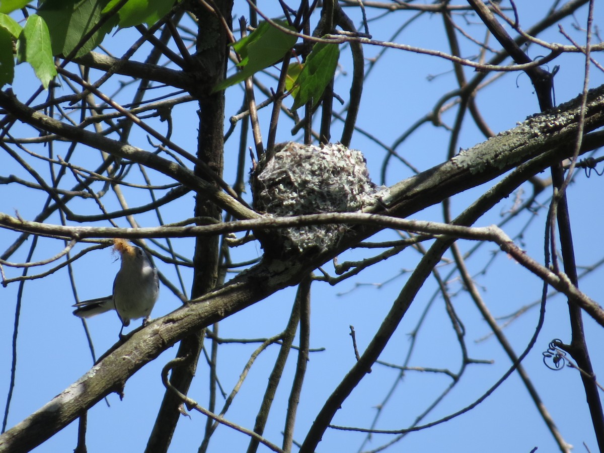 Blue-gray Gnatcatcher - ML614895725