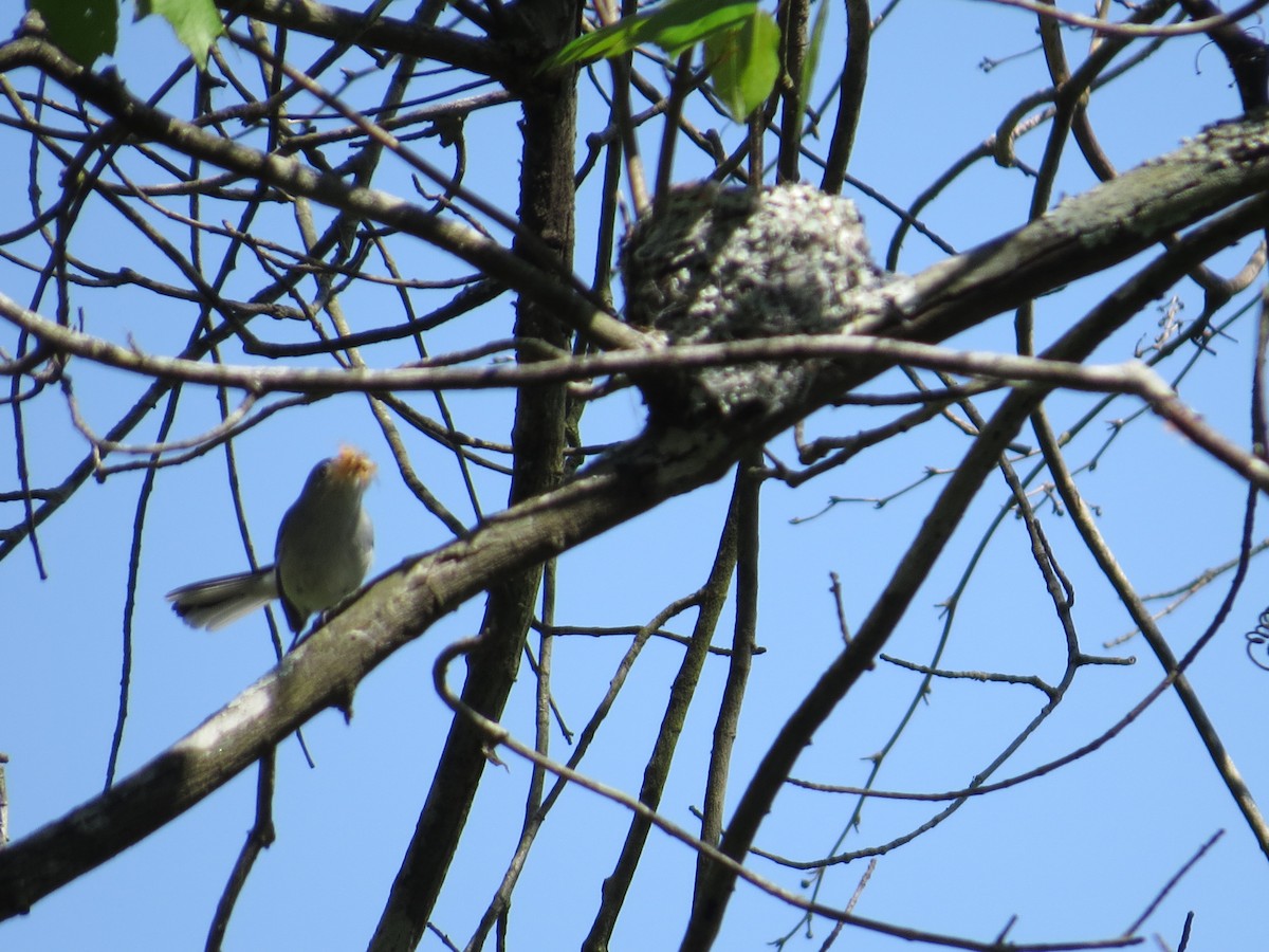 Blue-gray Gnatcatcher - ML614895728