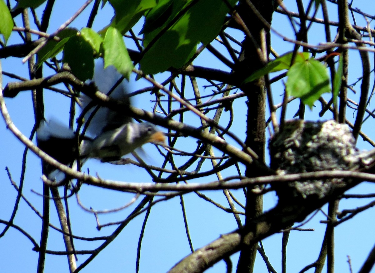 Blue-gray Gnatcatcher - ML614895729