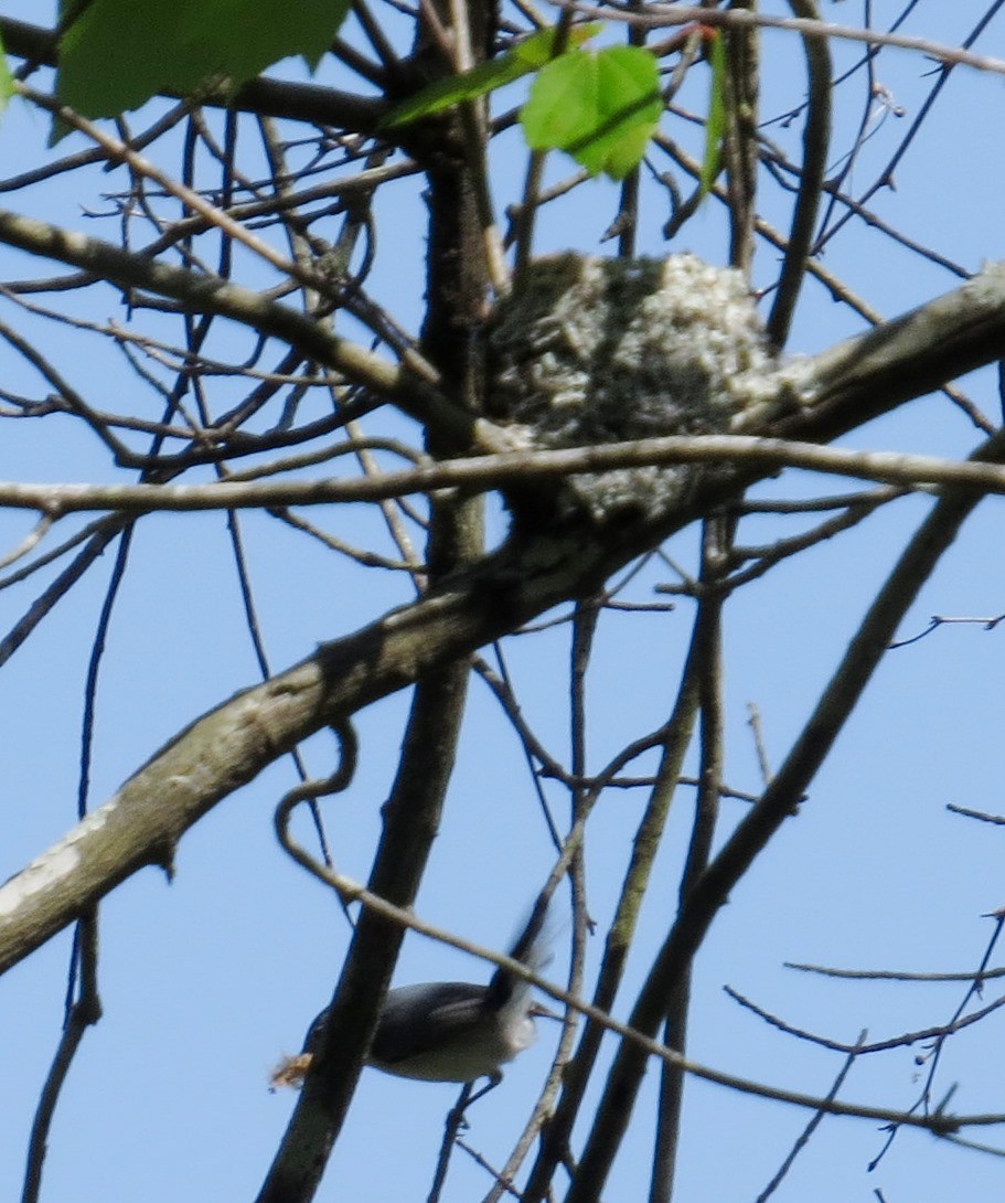 Blue-gray Gnatcatcher - ML614895730