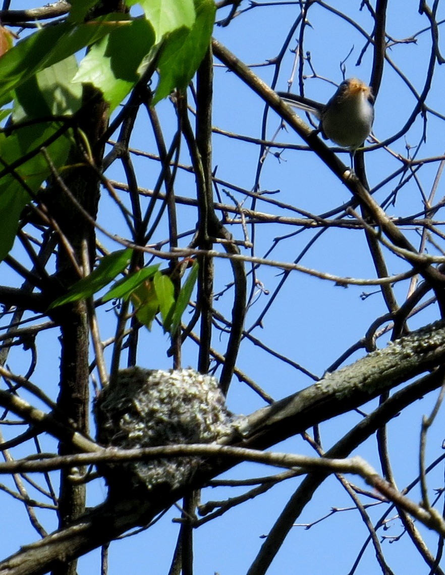 Blue-gray Gnatcatcher - ML614895731