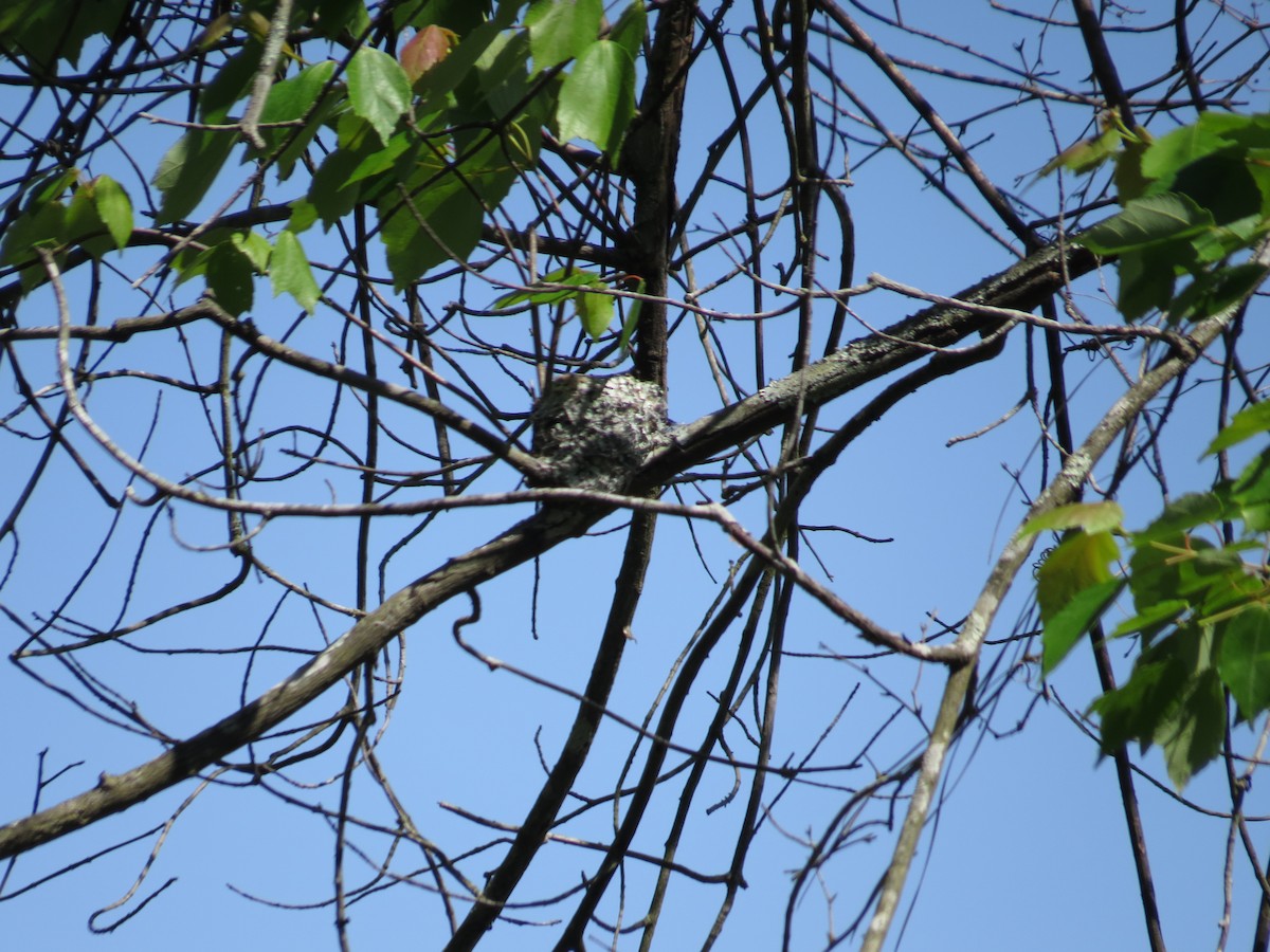 Blue-gray Gnatcatcher - ML614895732