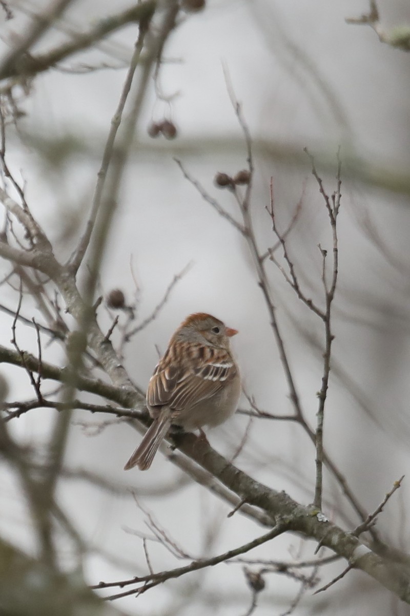 Field Sparrow - ML614895746