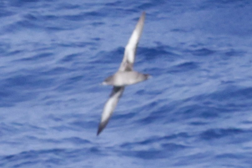 Sooty Shearwater - ML614895766