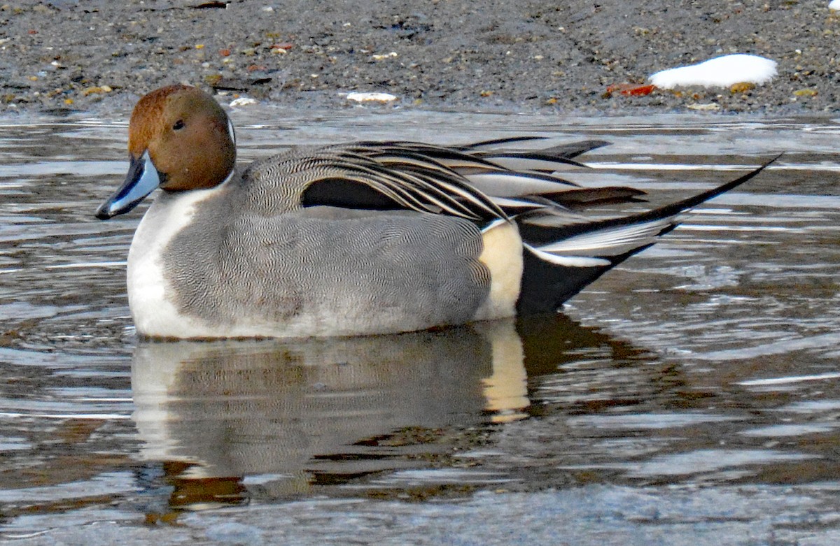 Northern Pintail - ML614895786