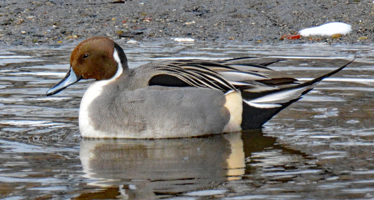 Northern Pintail - ML614895787