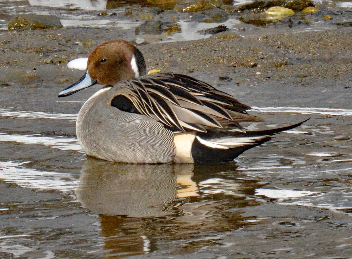 Northern Pintail - ML614895790