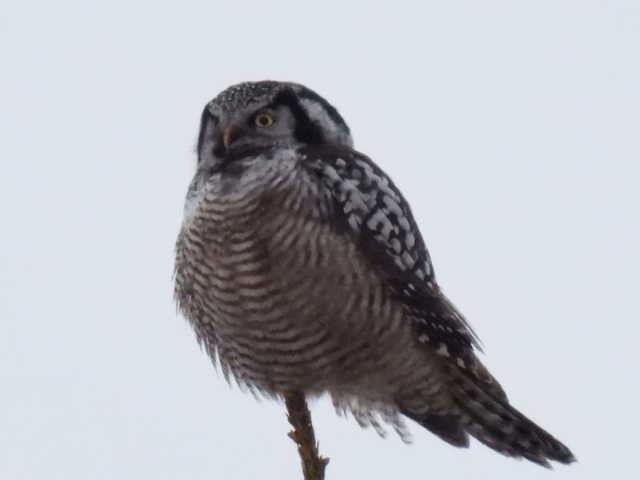 Northern Hawk Owl - ML614895823