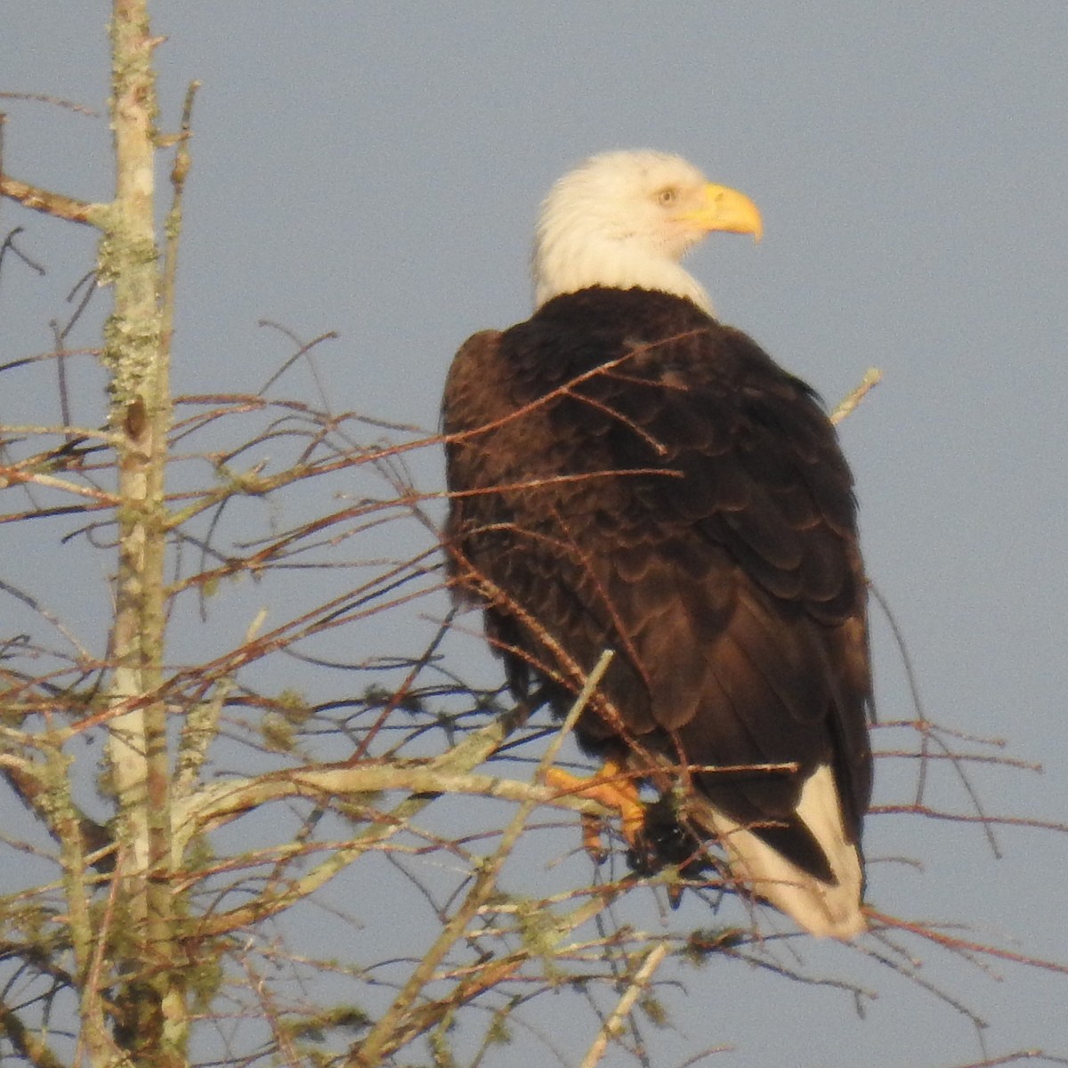 Bald Eagle - ML614895881