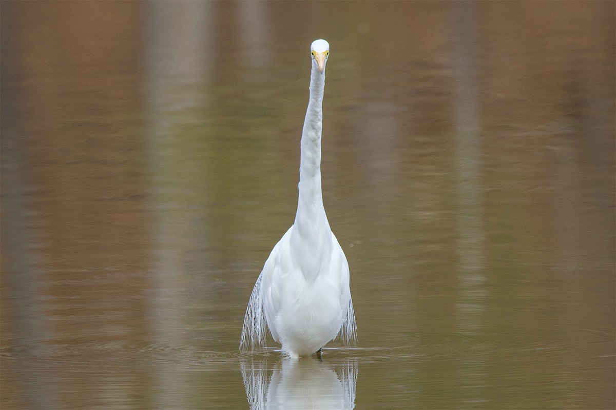 Great Egret - ML614895944