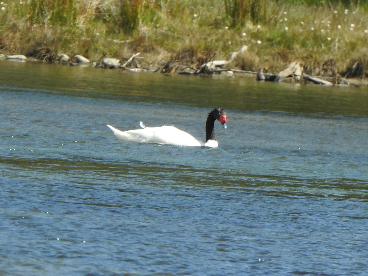 Black-necked Swan - ML614896030