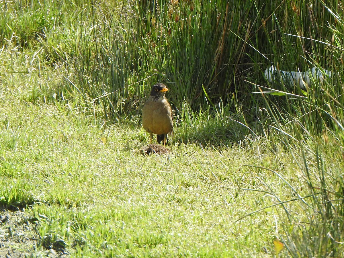 Austral Thrush - ML614896043