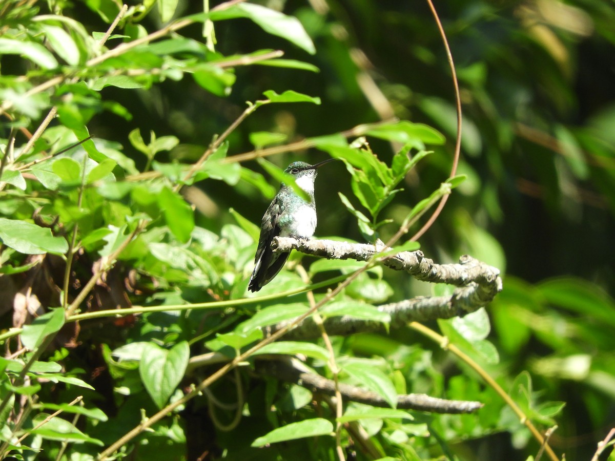 White-throated Hummingbird - ML614896232