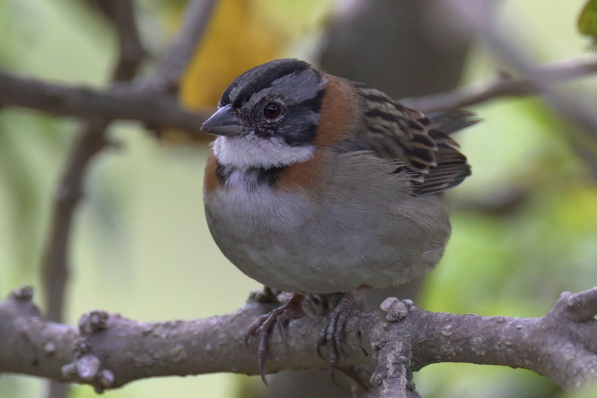 Rufous-collared Sparrow - ML614896267