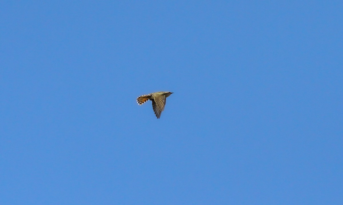 Horsfield's Bronze-Cuckoo - ML614896303