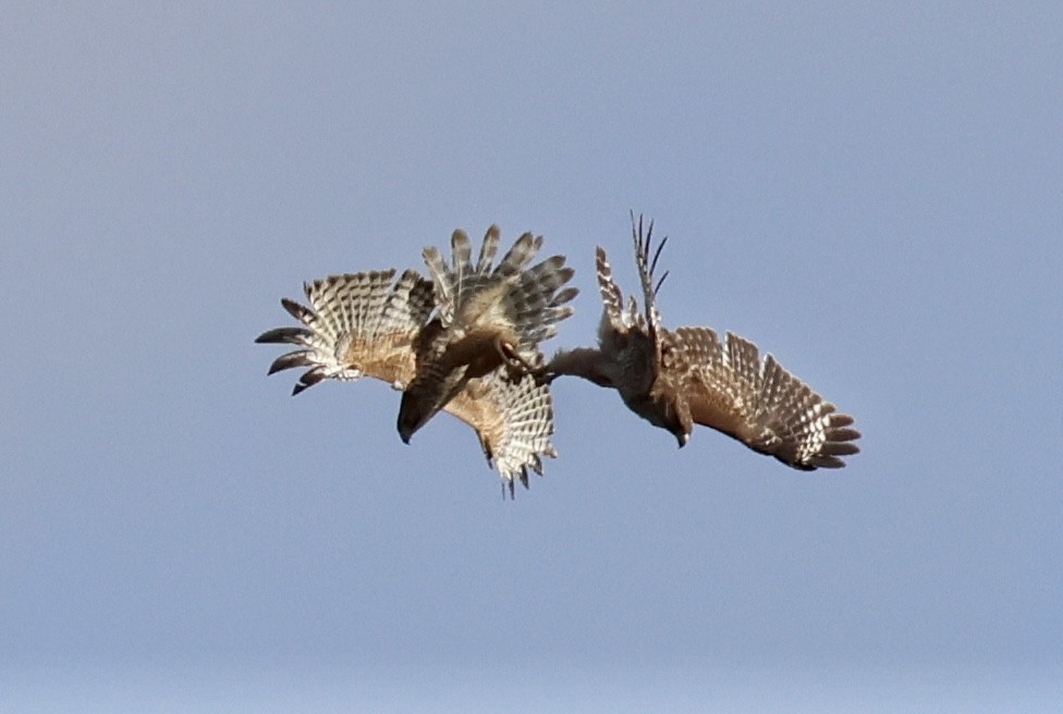 Red-shouldered Hawk - ML614896325