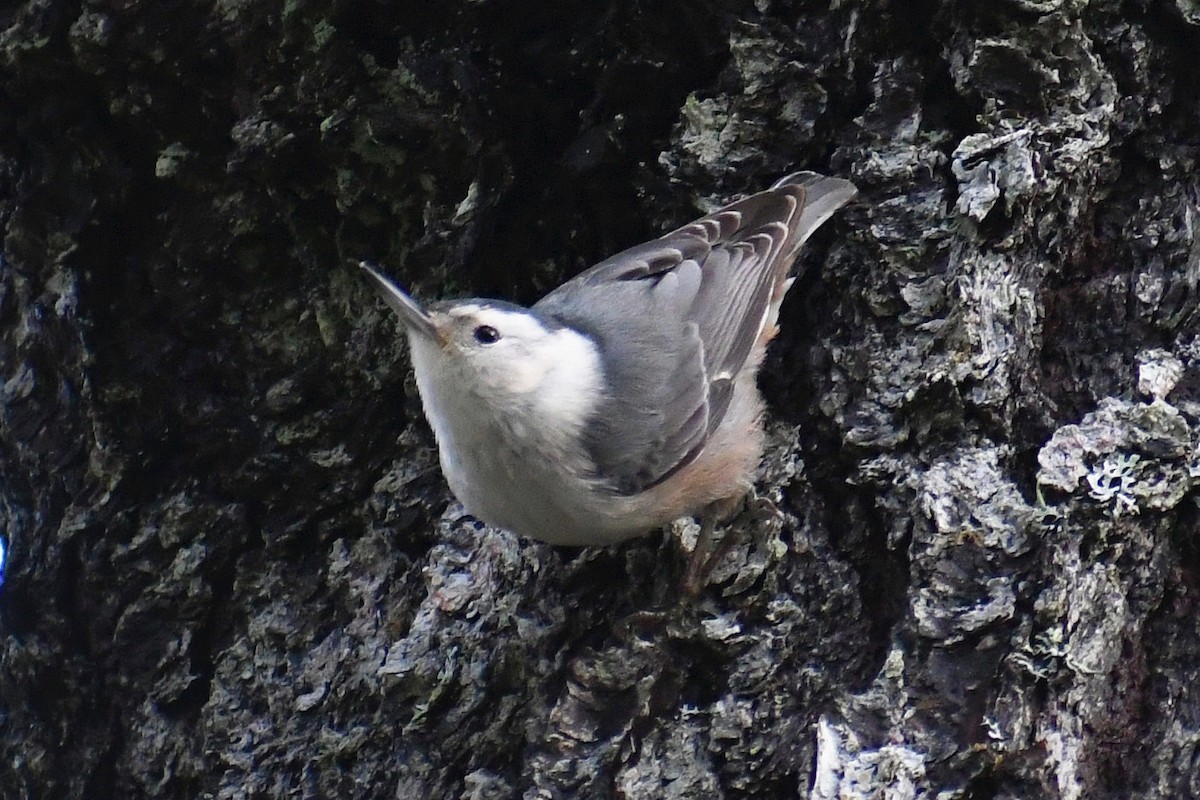 White-breasted Nuthatch - Phil Pickering