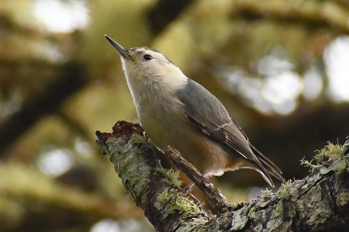 White-breasted Nuthatch - Phil Pickering