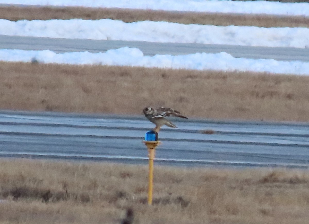 Short-eared Owl - tom aversa