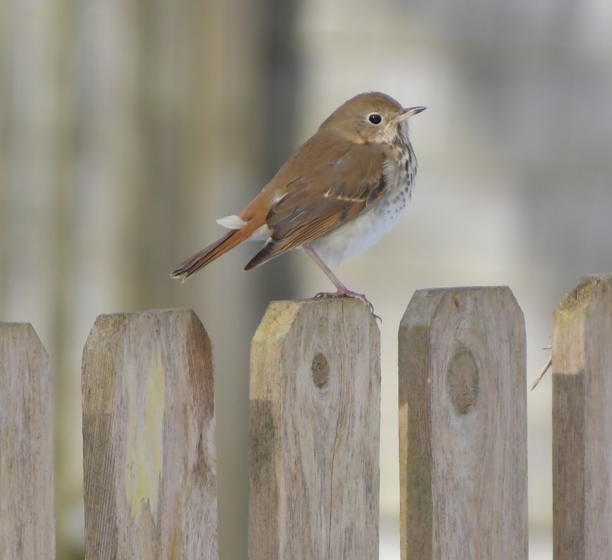 Hermit Thrush - ML614896366