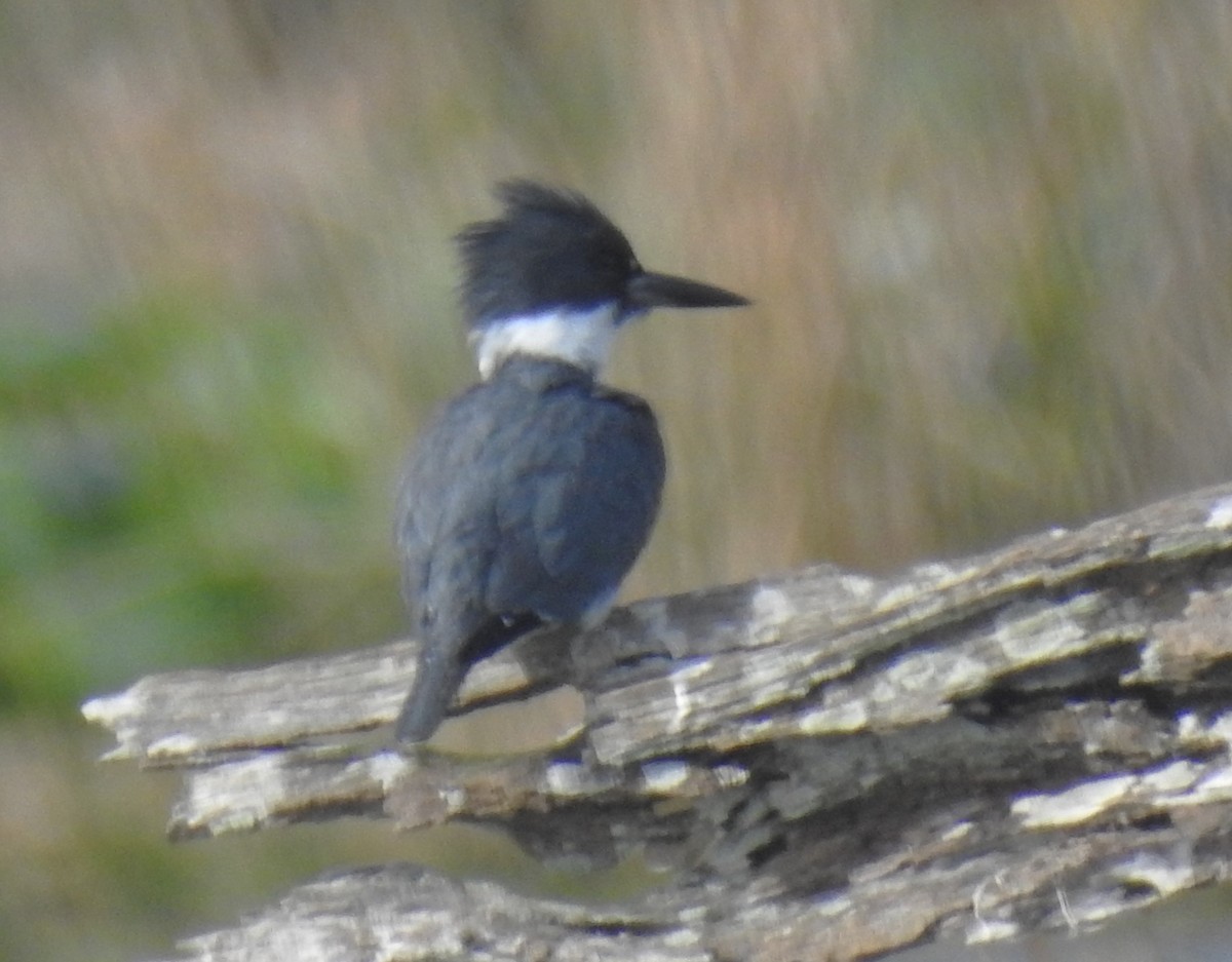 Belted Kingfisher - ML614896389