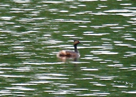 Eared Grebe - Turk Duddy