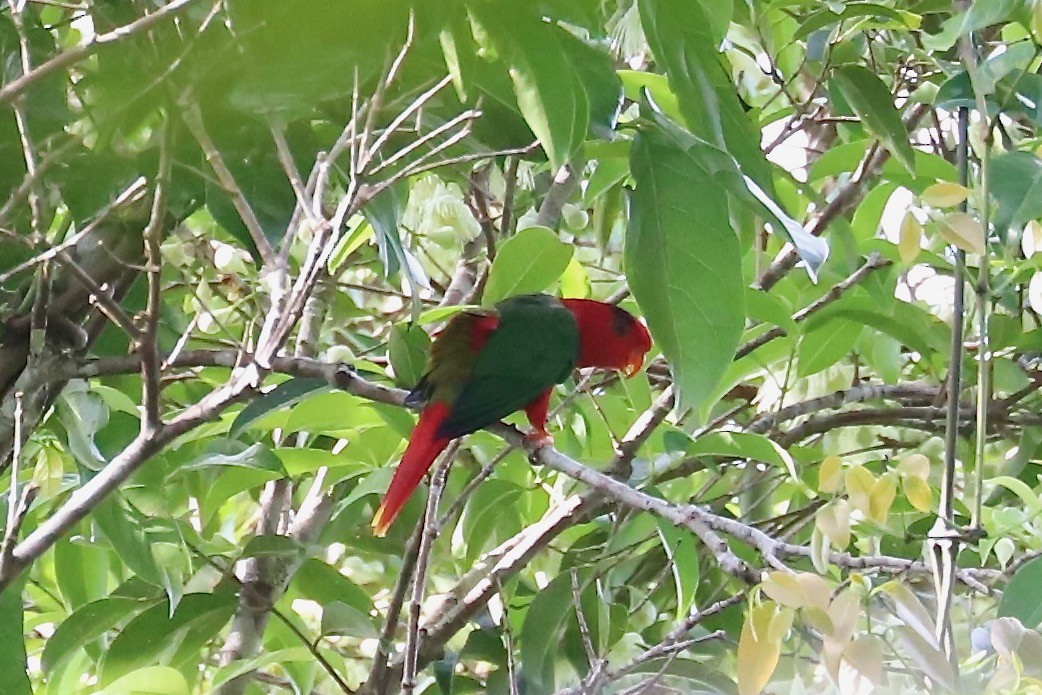 Duchess Lorikeet - ML614896456