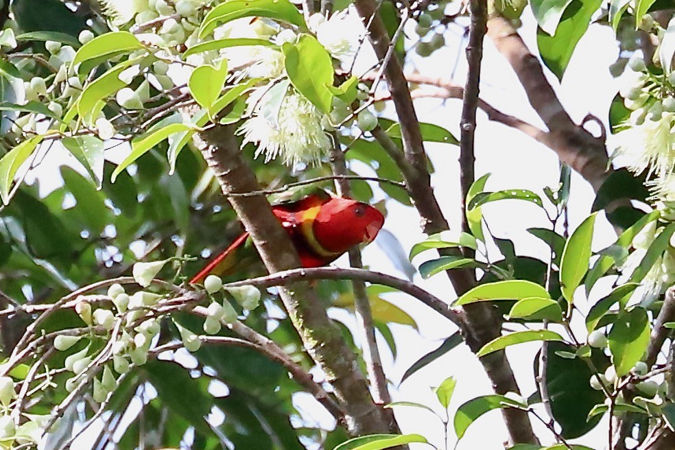 Margarita Loriketi - ML614896457