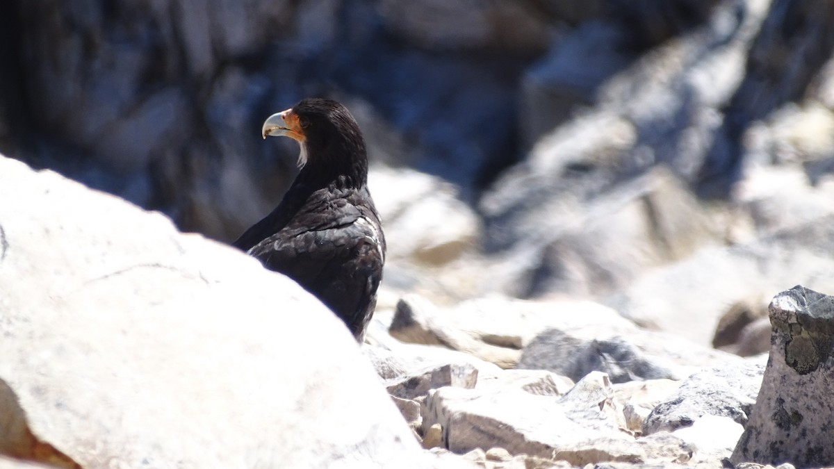 White-throated Caracara - ML614896483