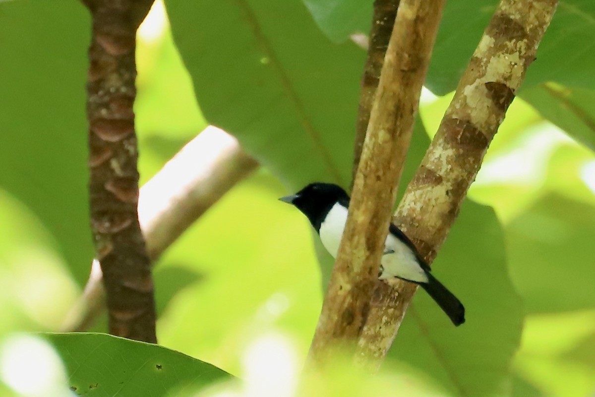 Steel-blue Flycatcher - ML614896531