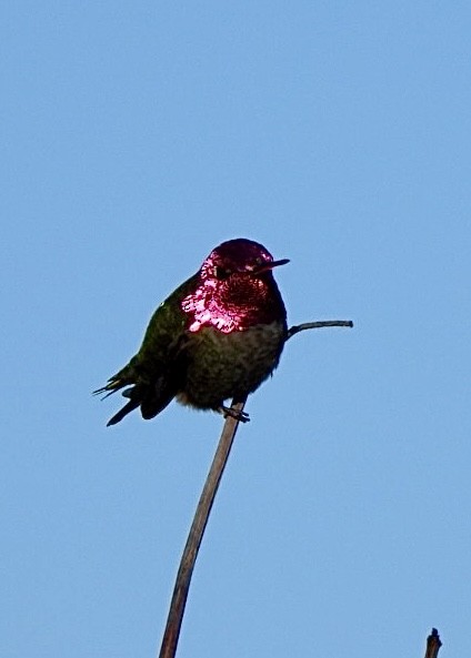 Anna's Hummingbird - ML614896545