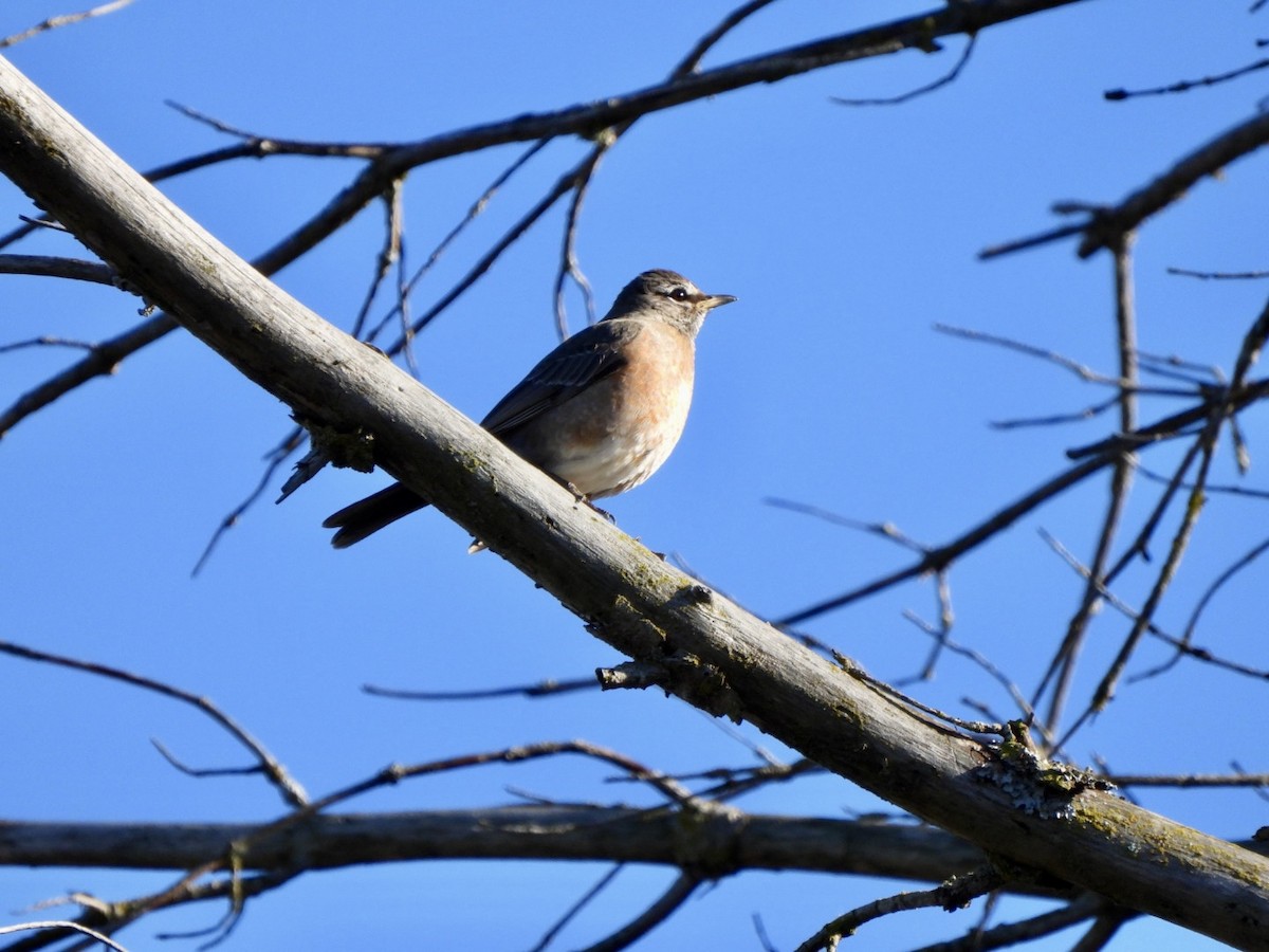 Zozo papargorria - ML614896588